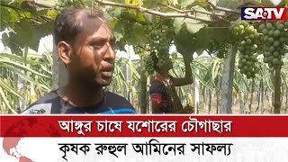 আঙ্গুর চাষে যশোরের চৌগাছার কৃষক রুহুল আমিনের সাফল্য | SATV NEWS