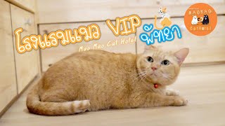 โรงแรมแมวพัทยา |  MaoMao Cat hotel