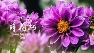 蒔花記 第三十五日 | Flower Diary Day 35 | 大麗花 Dahlia pinnata