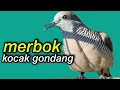 merbok kocak gondang memncing perkutut rumahan