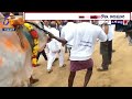 minister roja participate in bull cart competitions in tanuku ఎడ్ల బండిని తోలిన మంత్రి రోజా