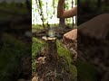 A beautiful woman teaches life hacks for survival in the forest! 🌳 #survival #hack #diy