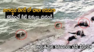 చాలా అరుదుగా కనిపించే నీటి కుక్కలు చూడండి : Water Dogs Spotted in Nagarjuna Sagar Project | Mana TFI