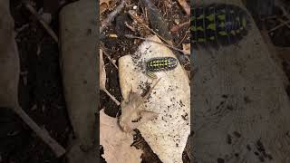 One day I’ll be a big Isopod like my Daddy! Armadillidium gestroi a fantastic, colourful Isopod