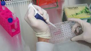 MSU Cell Biology (BIO320) - Cell Culture: Preparation for Treatment (Video 10)