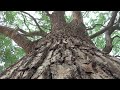 30秒の心象風景5799・保存樹・クスノキ～神明神社～