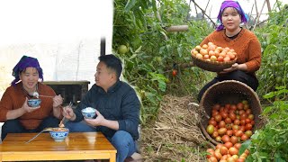 Harvest tomatoes to sell, cook pork with tomato sauce.