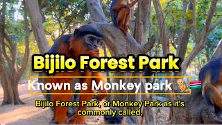 Exploring Bijilo Monkey Park: A Close Encounter with Gambia’s Monkeys