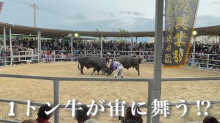 【闘牛】観客席近くで数十分の格闘をする石垣島闘牛場