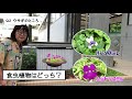 【園長の部屋part2】第103回 おもしろい植物をさがせ！大温室の不思議植物「食虫植物」【水戸市植物公園】