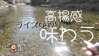 Vlog風景　フライフィッシング　2023 天川　虫が出ればドライフライ絶好調！　風が抜けていく景色