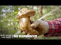 Why Matsutake Mushrooms Are So Expensive | So Expensive