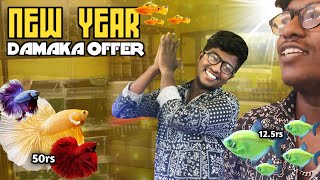 New year offer 🫣💕 aquarium fishes rombe rombe low price le tharom at k.t aquarium