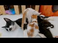 Adolphina considers herself the mother of all kittens.