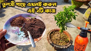 তুলসী গাছে এখনই করুন এই ২টি কাজ | How to take  Care Tulsi Plant |