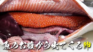 パンパンに膨れたお腹から出てくるいろんな卵のまとめ🐟