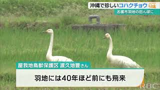 前に飛来したのは40年前！？ 名護市羽地の水田に2羽のコハクチョウが飛来