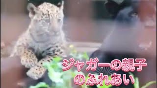 【とべ動物園】ミワママにおんぶしてもらいたいね🎵ジャガーの赤ちゃん❤️2024年4月27日