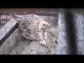 ユーリを遊びに誘うジーマお母さん（旭山動物園　ユキヒョウのジーマとユーリ親子）~ snow leopard