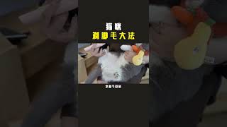 炎热的夏天，给猫咪剃剃脚毛能帮助猫咪降温哦 #科学养宠攻略 #萌宠出道计划 #剃脚毛  猫奴十三