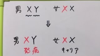 看護学生講座 175 病理 ｢血友病 と 伴性劣性遺伝 について説明｣