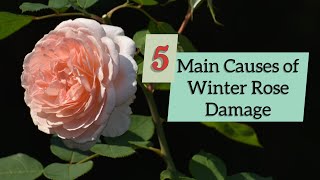 5 Main Causes of Winter Rose Damage