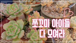 콩분아가들 쪼꼬미화분 아이들 한지리에 모여라~ #다육이 #다육식물 #succulents