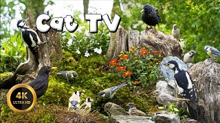 Cat TV for Cats to Watch 🐈 - GOLDFINCH GIGGLES IN MY GARDEN🐦‍⬛10 hours 4K