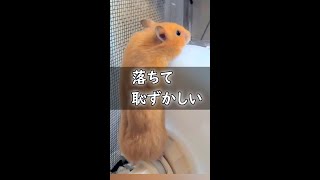 Hamster falls off the hamster exercise wheel, gets ashamed and runs to the house.🍇🍇🍇