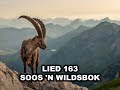 Lied 163 Soos n wildsbok