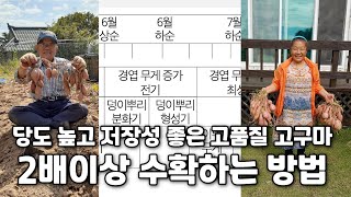 당도 높고 저장성 좋은 고품질 고구마 2배이상 다수확하는 방법: 다조아골드와 플러스 6월상순부터 7월하순까지 10일 간격 번갈아 4회 시비