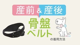 【骨盤ベルトのつけ方・巻き方を解説！】長く使える産前\u0026産後 骨盤ベルトの着用方法 byワコールマタニティ