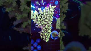 Aussie Acropora Fragging Video!