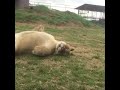 【vine animal】お腹を出して寝るライオン