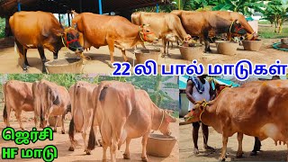 22 லிட்டர் ஜெர்சி\u0026hf மாடுகள் விற்பனைக்கு | Jersey \u0026 Hf cow for sales | kalnadai tholan | பால் மாடு