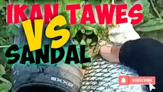 Mancing Bader || Tawes Umpan Uler Batu