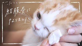 【猫風邪】子猫が結膜炎になったので目薬をさしました