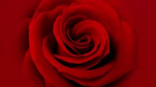 The Natural Elements of Meditation: Red Rose Kasina