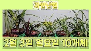 [2월 3일] 백중투 대설령, 홍초 홍화, 주금화 천부경, 홍화 대홍포, 황화, 홍월, 황복륜, 복륜복색 옥주, 장단엽성 입변, 산반호 총 10개체입니다♡