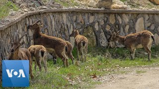 Turkey Coronavirus: Mountain Goats Roam Deserted Towns