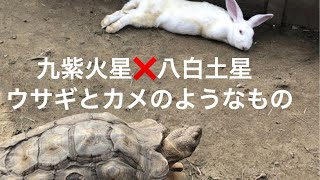 九紫火星❌八白土星　ペースは違えど仲は良い