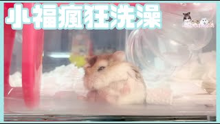 Hamsterdingding．老公公鼠瘋狂洗澡🛁．倉鼠．小露寶．小路寶．老公公鼠 [小福Siu Fook]