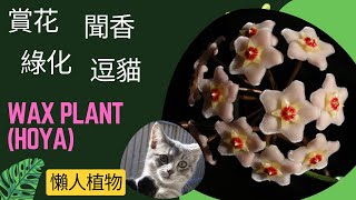 如何種好球蘭？ ----賞花聞香綠化逗貓，一舉四得的懶人植物。 #wax plant，#Hoya，#球兰，#蜡烛花