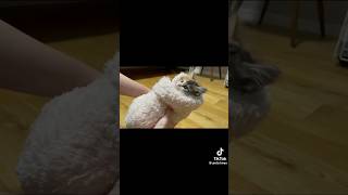 あまりにも寝ないので子猫巻きしてみたら… #子猫 #猫動画 #shorts