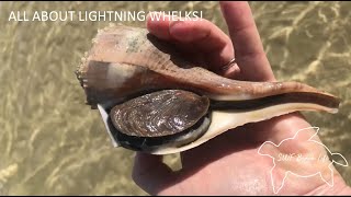 All About Lightning Whelks! What do lightning whelks eat? How big do lightning whelks get?