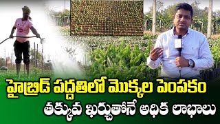 Dragon Fruit Cultivation Techniques | Hybrid variety C Dragon Fruit Farming in India @ 7331155778