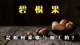 2分钟带你了解，碧根果是如何机械化采收并加工成美味零食的