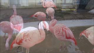 長野城山動物園フラミンゴ2017年