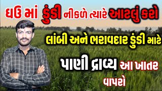 ઘઉં ની ડૂંડી ભરાવદાર અને વજનદાર કરવા માટે કેવી કાળજી રાખવી ? @MANISHBALDANIYA