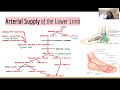 year 1 mumus revision lecture lower limb